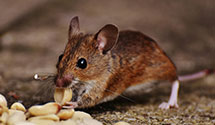 hospital-and-healthcare-facility-pest-management Experts in Newman Grove
